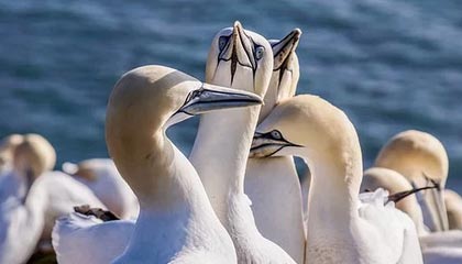 开云-中国羽毛球队横扫韩国，谌龙逆转辉煌再现