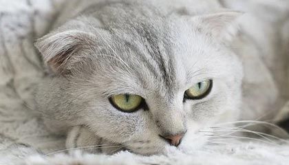 开云体育app-世界网球队爆冷澳大利亚网球队，费德勒惊艳世界