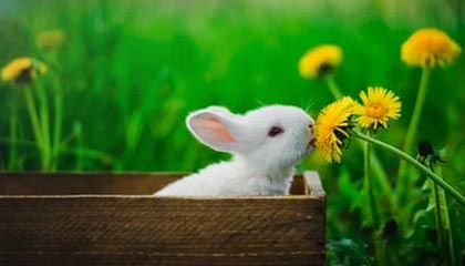 开云-中国羽毛球队横扫韩国，谌龙逆转辉煌再现