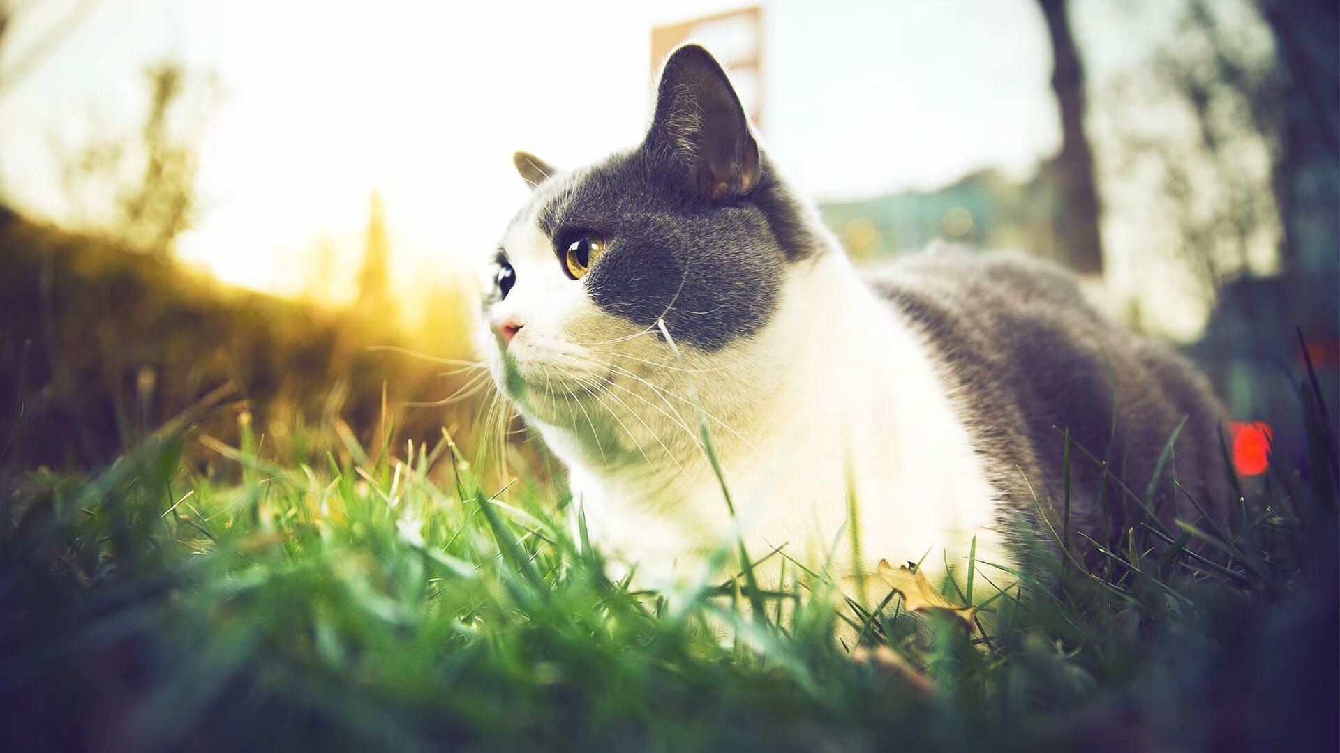 开云体育-风暴眼！意甲焦点夜，全能战士贝恩如何以一己之力改写争冠格局？